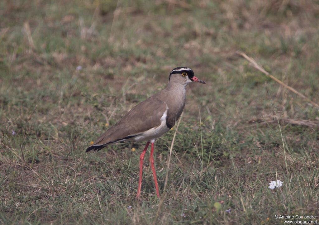 Crowned Lapwingadult
