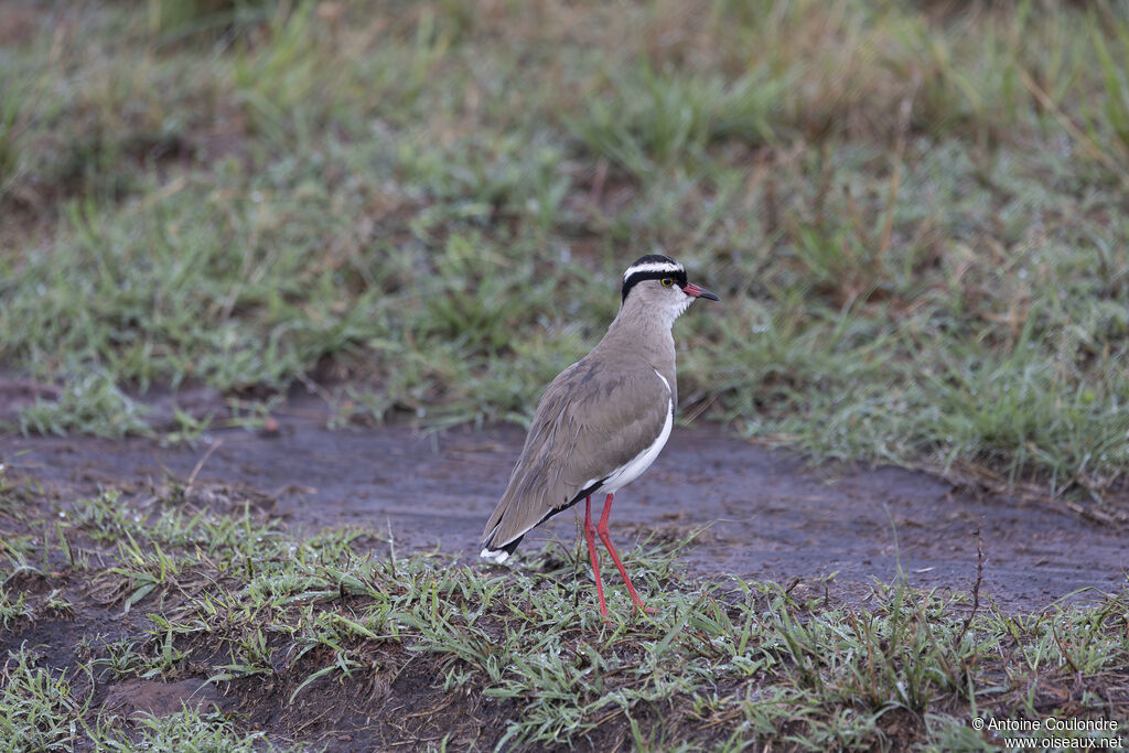 Crowned Lapwingadult