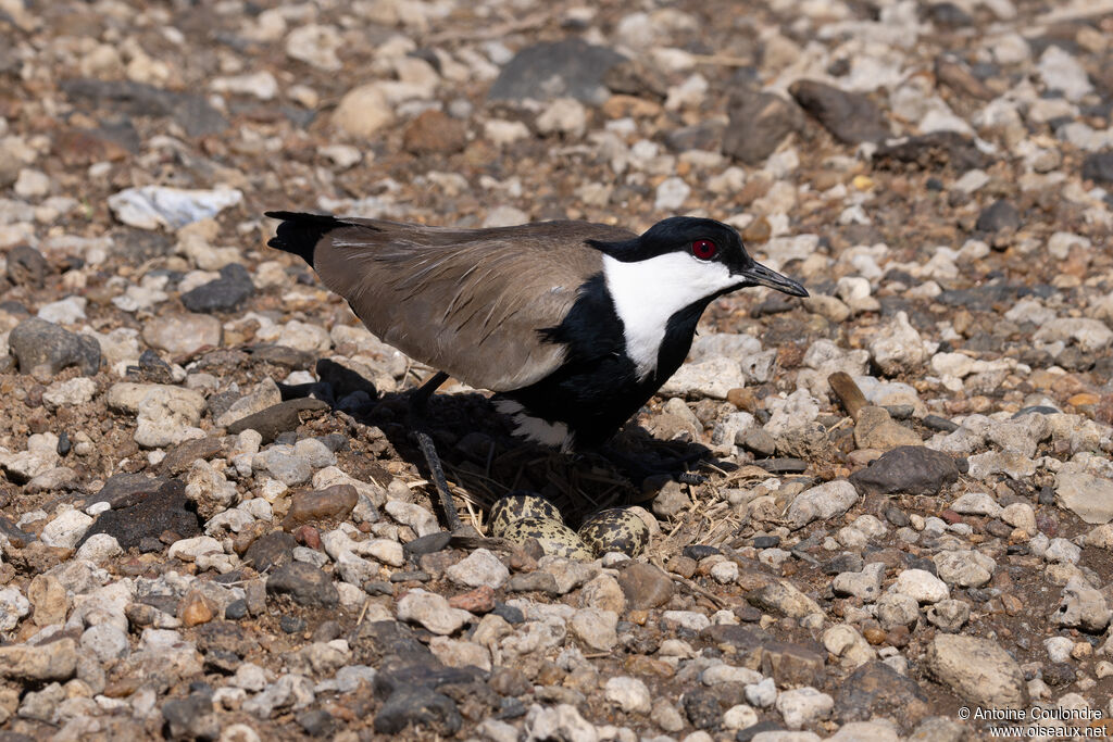 Spur-winged Lapwingadult breeding, Reproduction-nesting