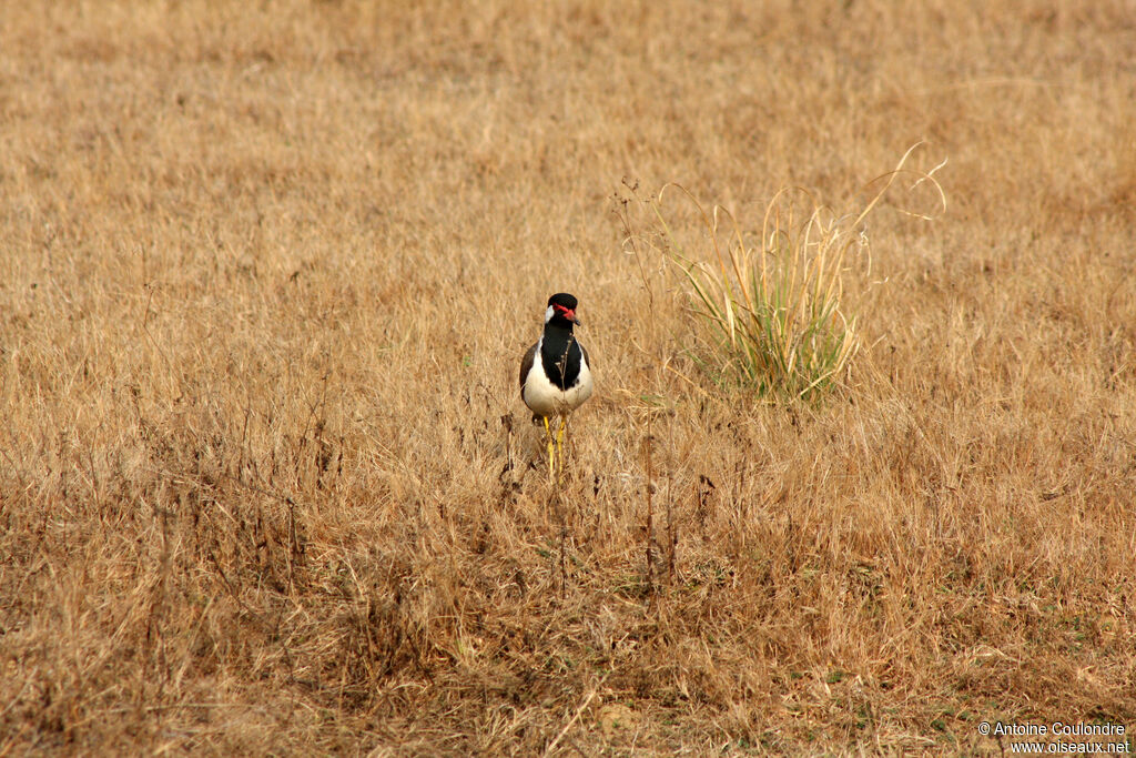 Red-wattled Lapwingadult