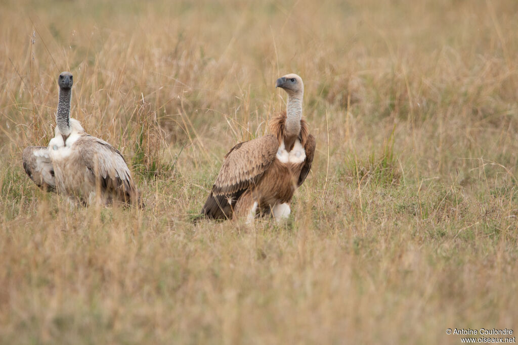 White-backed Vultureadult