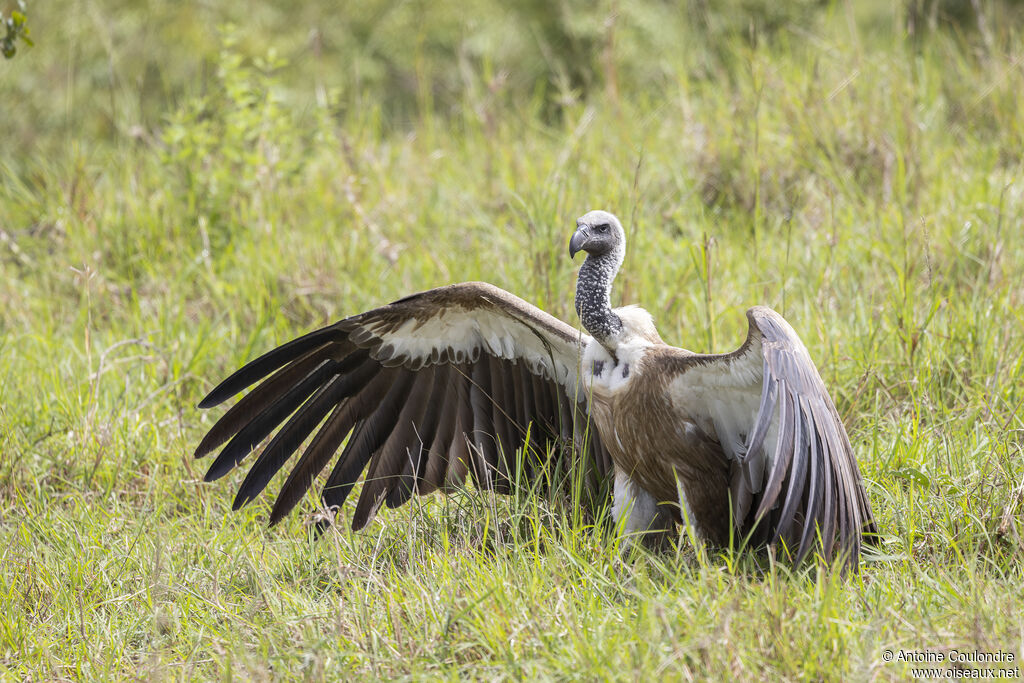 White-backed Vultureadult