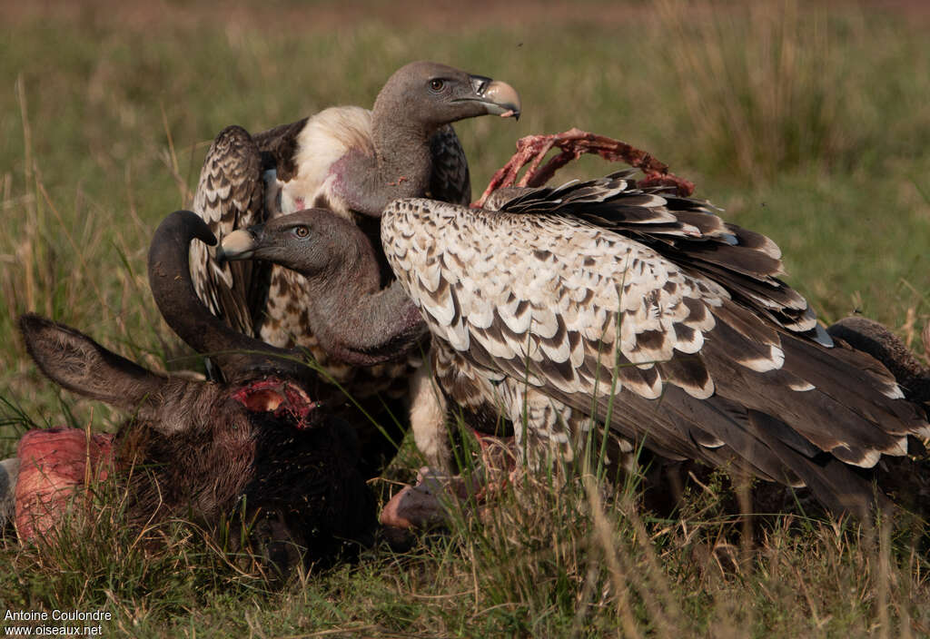 Rüppell's Vulture, feeding habits, eats