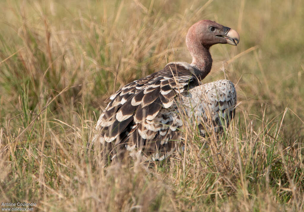 Rüppell's Vultureadult, identification, Behaviour