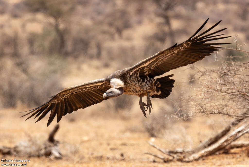 Rüppell's Vultureadult, Flight