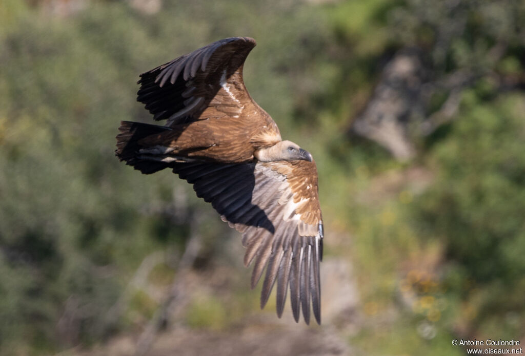 Vautour fauveadulte, Vol