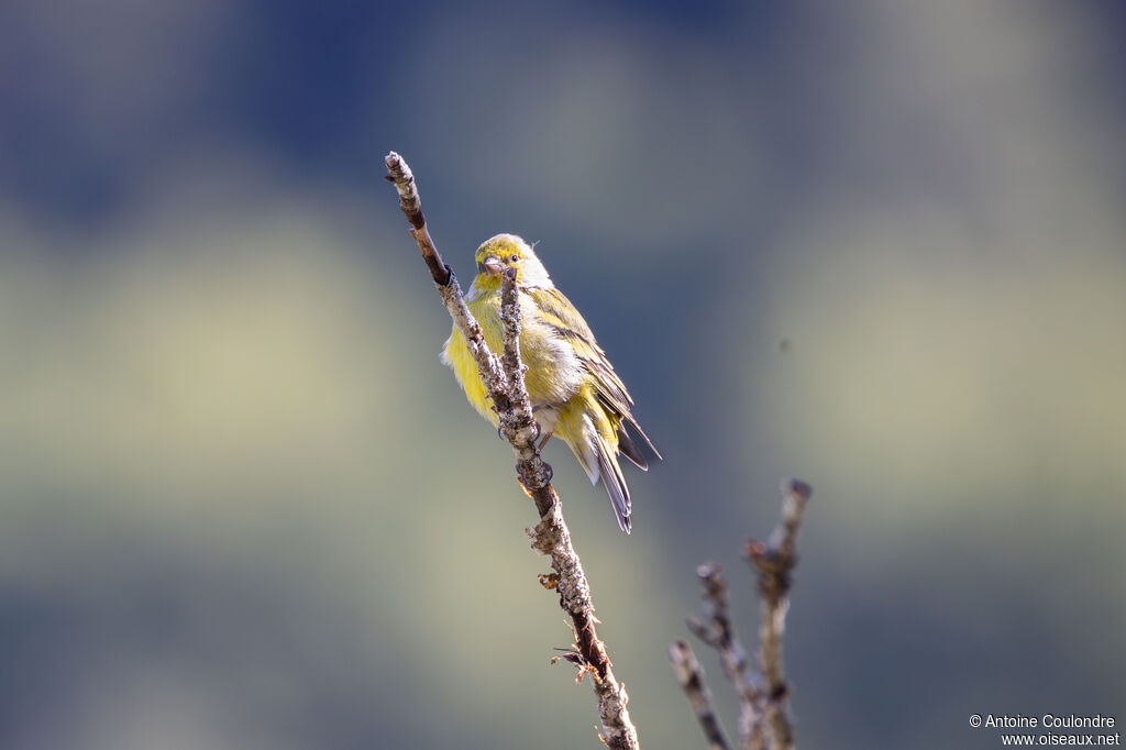 Citril Finch male adult