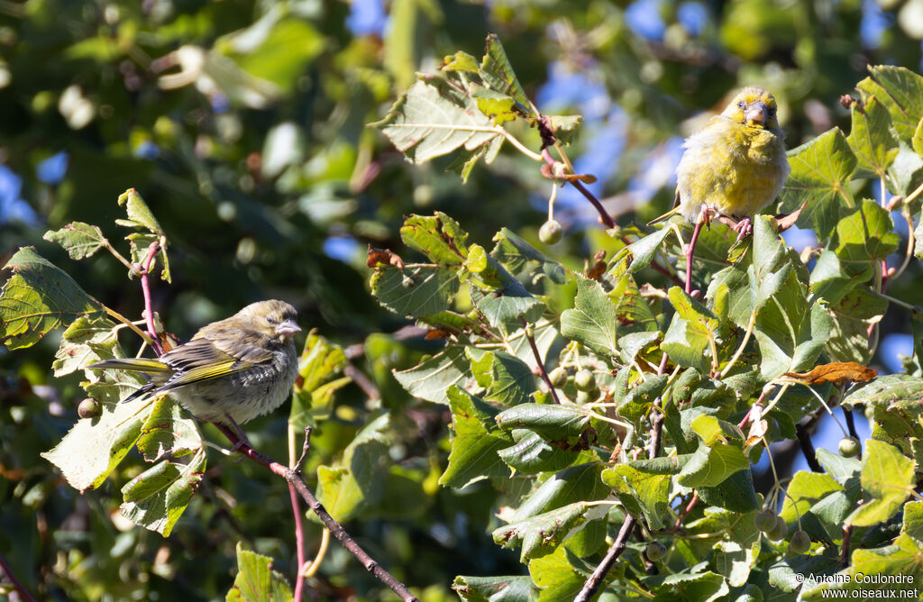 Citril Finchadult post breeding