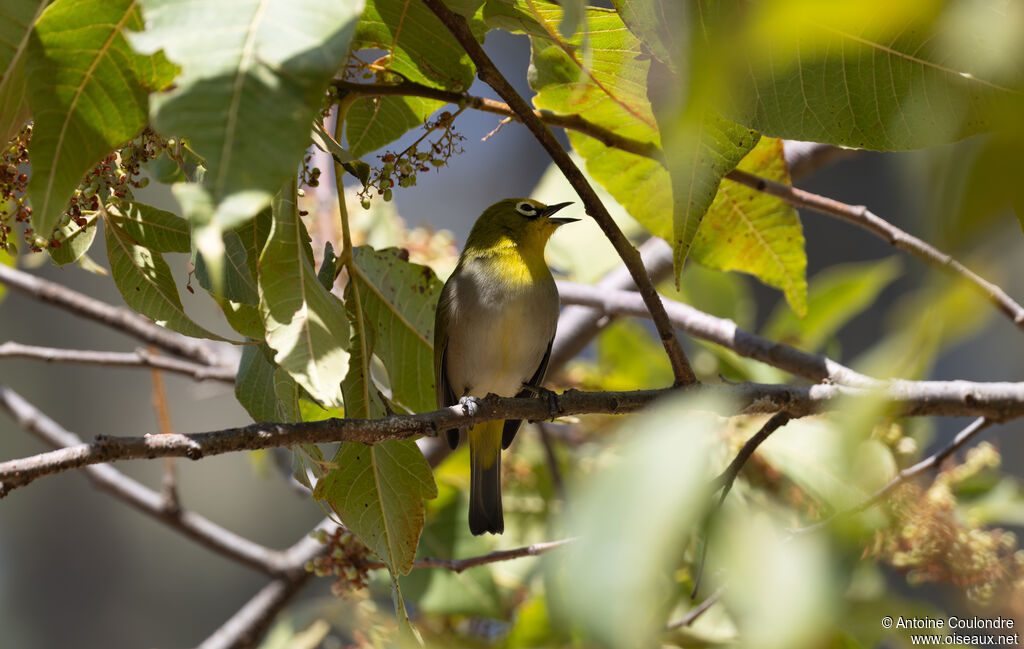 Ethiopian White-eyeadult