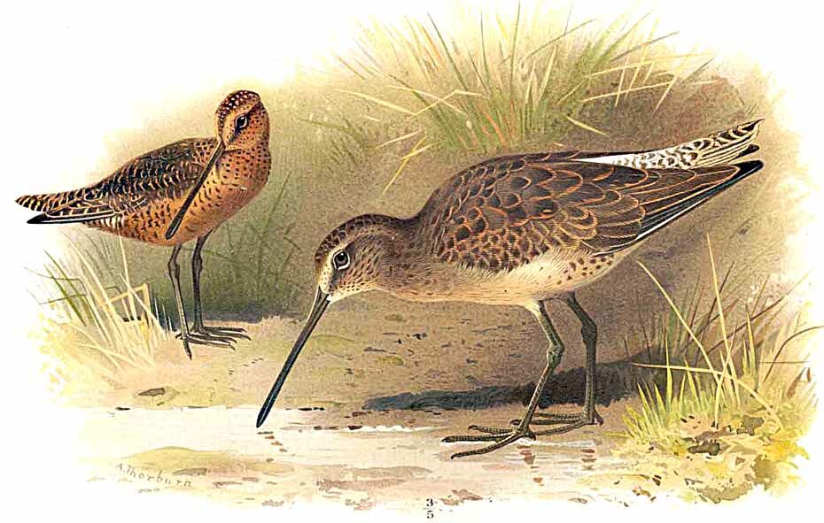 Short-billed Dowitcher