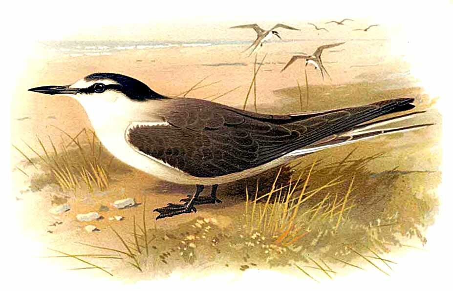 Bridled Tern