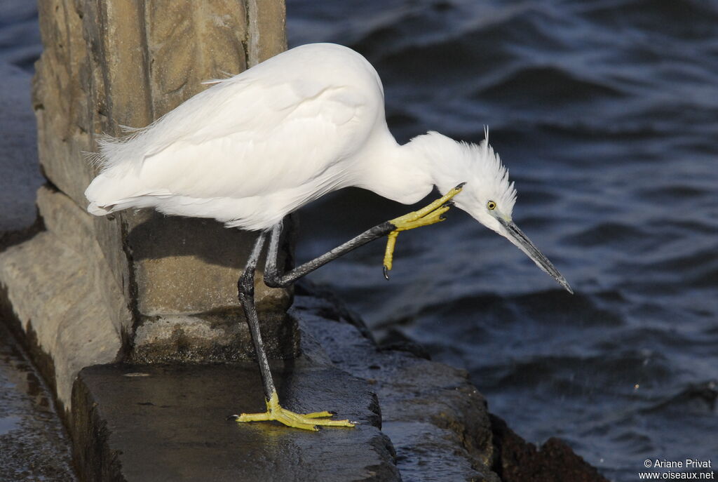 Aigrette garzetteadulte