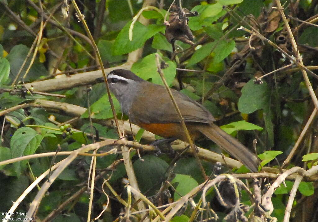 Palani Laughingthrush