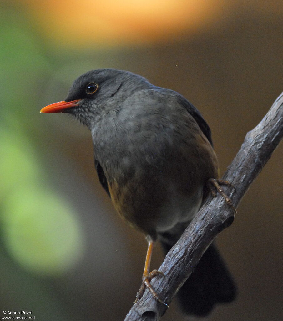 Merle abyssinienadulte, composition