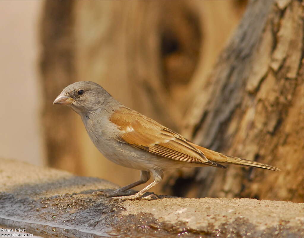 Moineau sud-africainadulte, identification