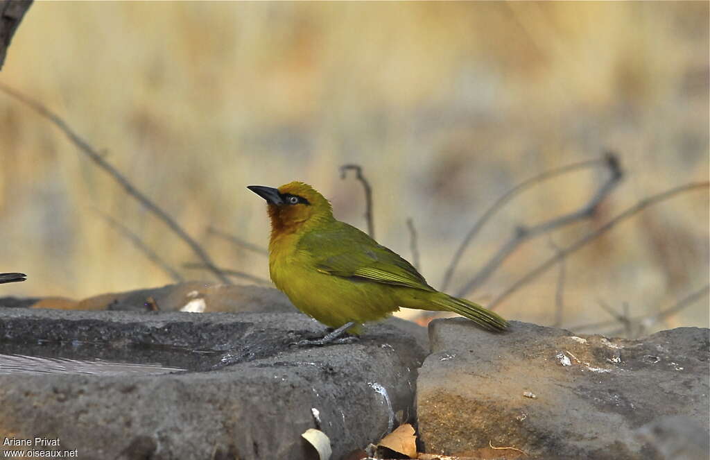 Spectacled Weaver female adult breeding, identification