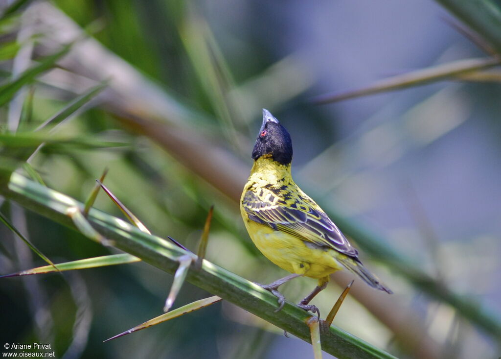 Village Weaver male adult