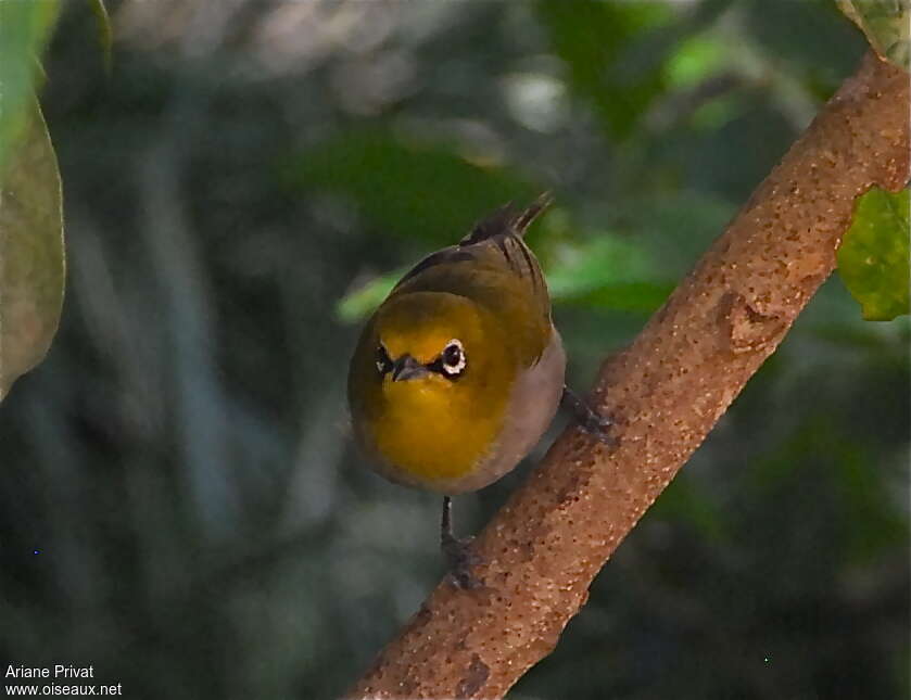 Ethiopian White-eyeadult, close-up portrait