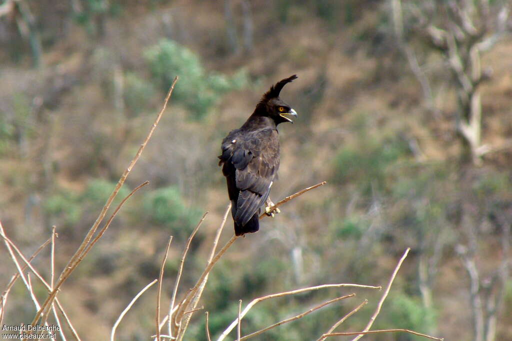 Aigle huppardadulte, habitat