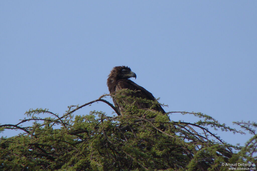 Aigle ravisseur