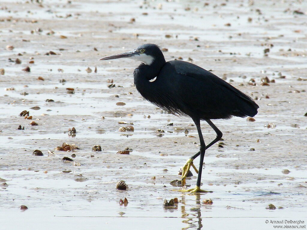 Western Reef Heron
