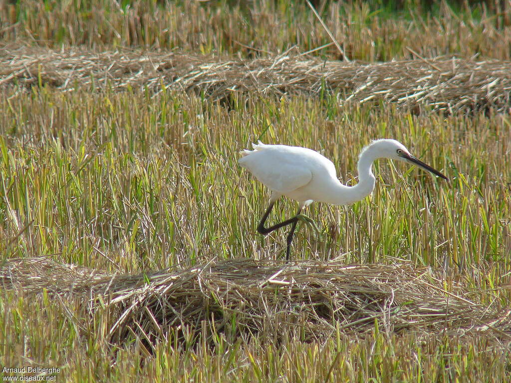 Little Egret, habitat, walking
