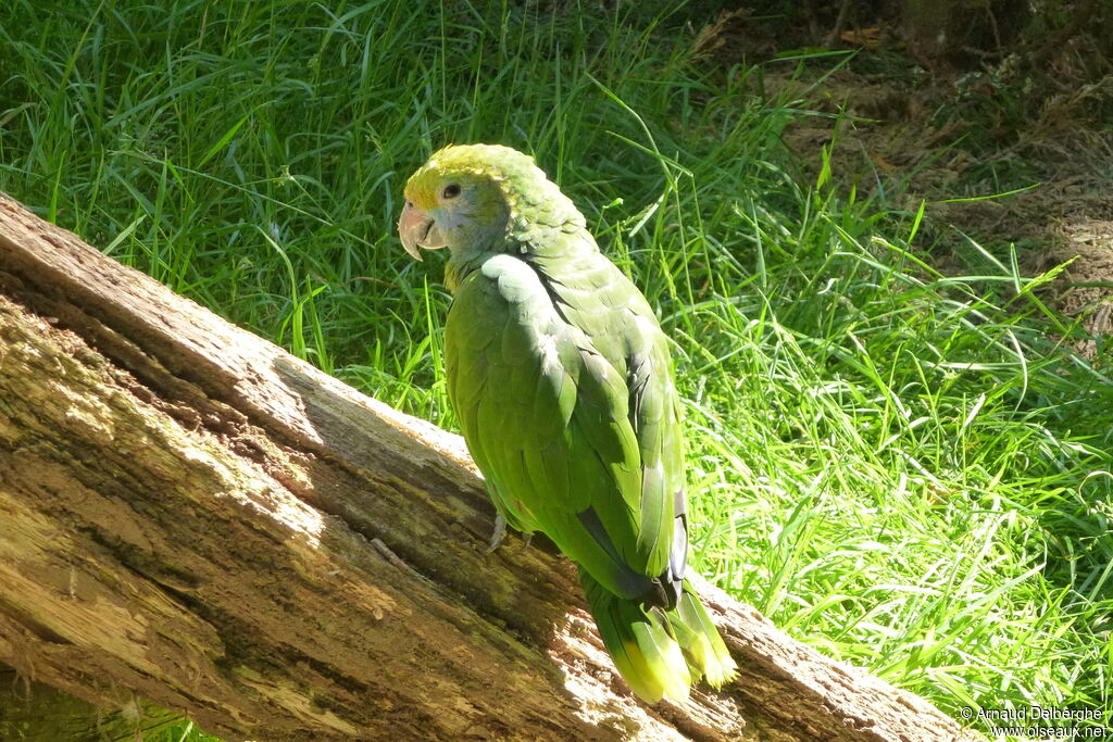 Blue-cheeked Amazon