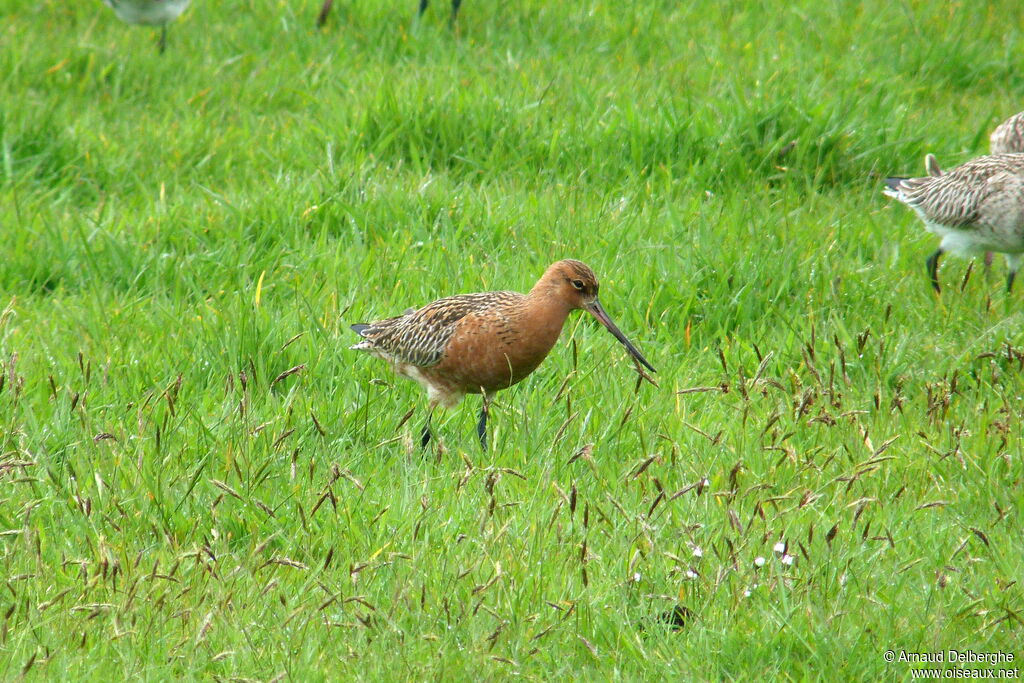 Bar-tailed Godwit