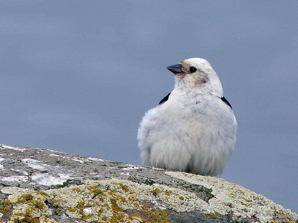 Bruant des neiges mâle
