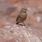 Bruant des rochers