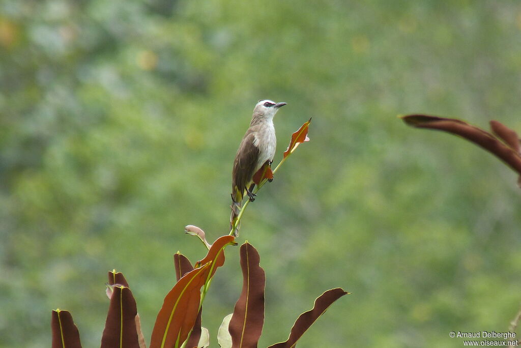 Bulbul goiavier
