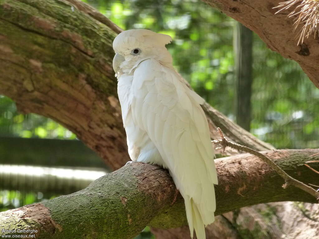 Solomons Corella, identification
