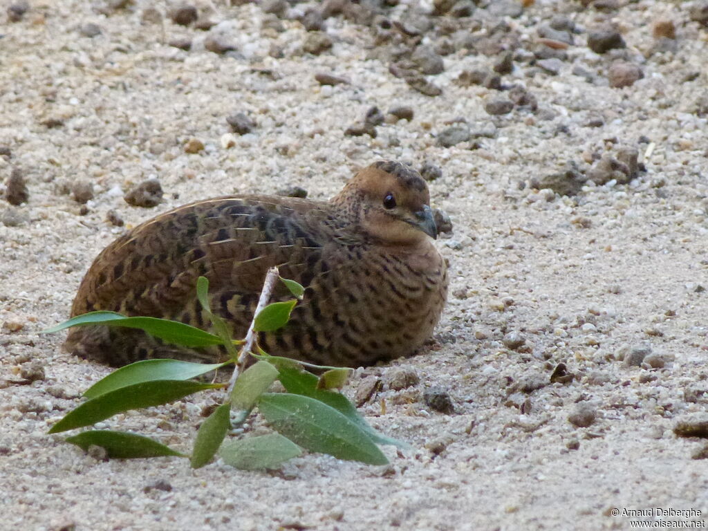 King Quail female