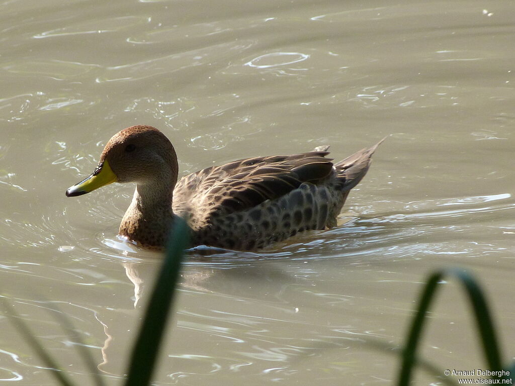 Canard à queue pointue
