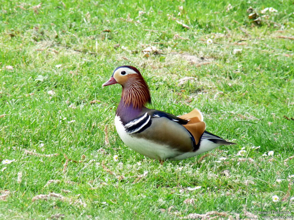 Mandarin Duck