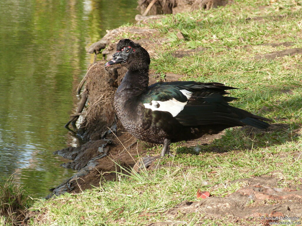 Muscovy Duck