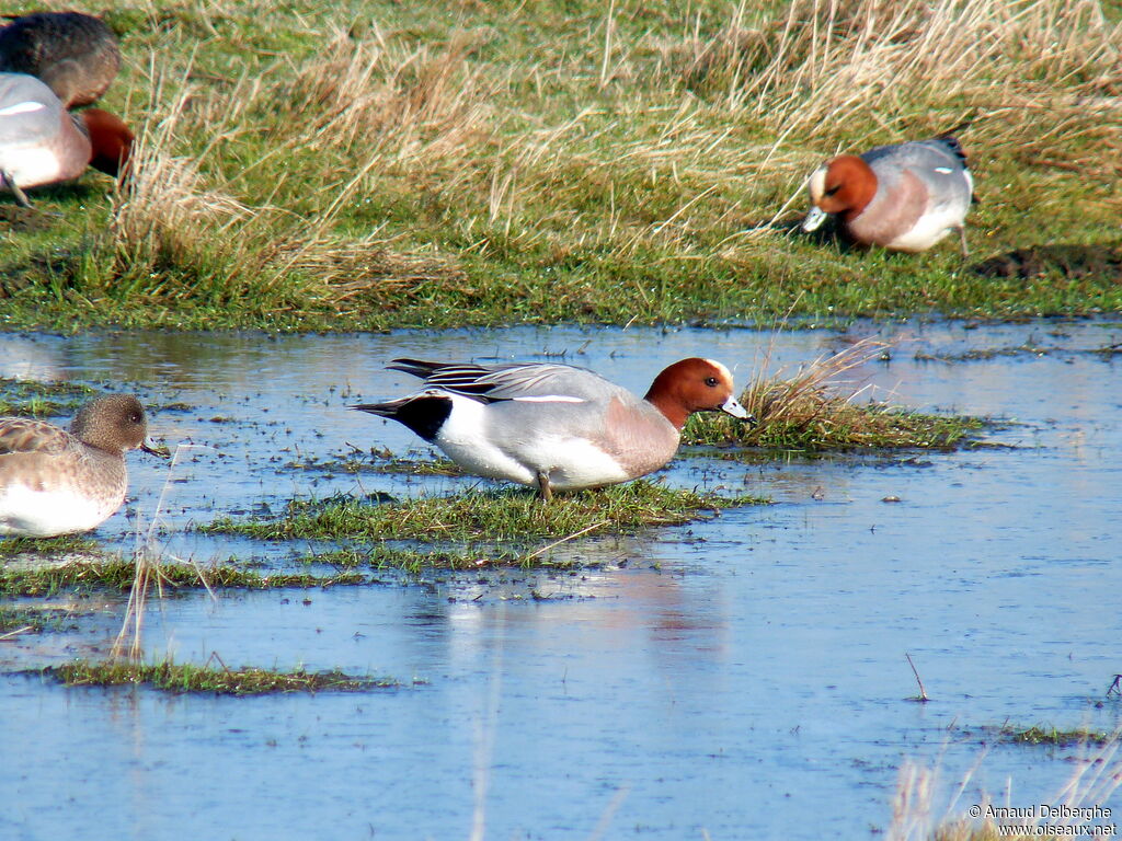 Canard siffleur