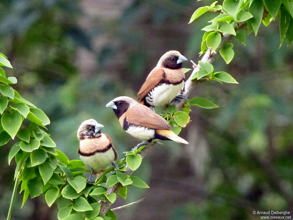 Chestnut-breasted Mannikin
