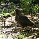 Caracara austral