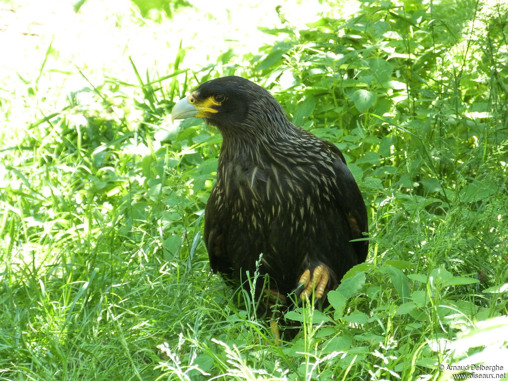 Striated Caracara