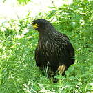 Caracara austral