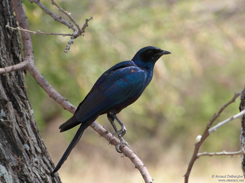 Burchell's Starling