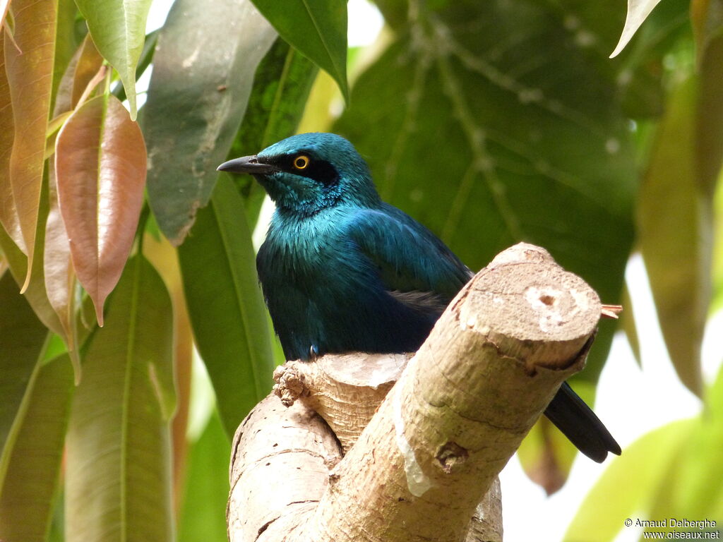 Lesser Blue-eared Starling