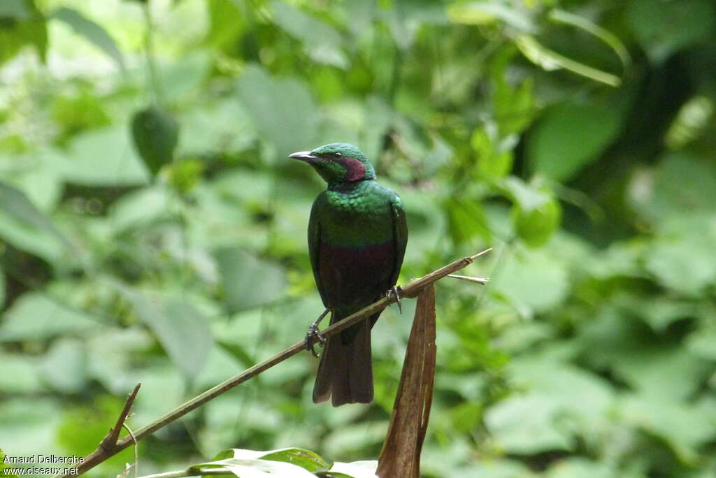Emerald Starlingadult, habitat, pigmentation, Behaviour