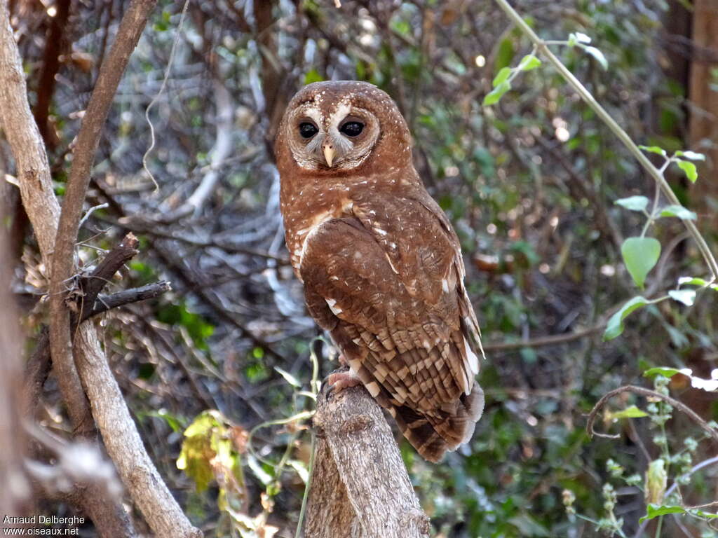 African Wood Owladult, identification