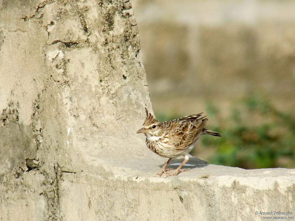 Cochevis huppé