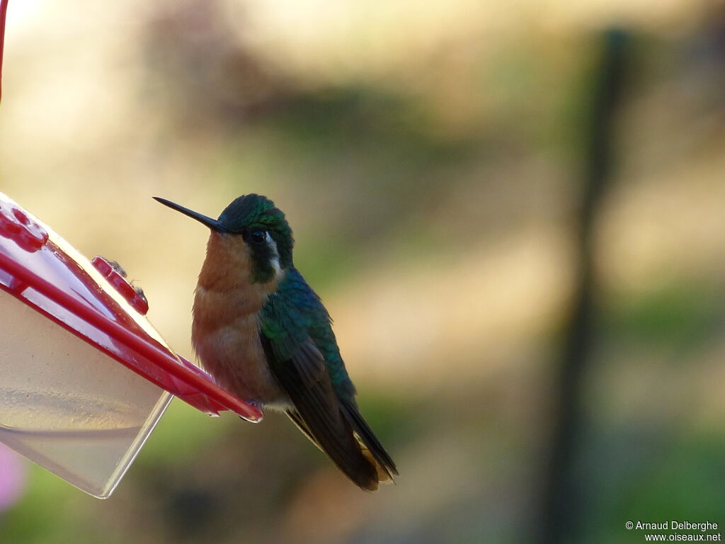 White-throated Mountaingem female