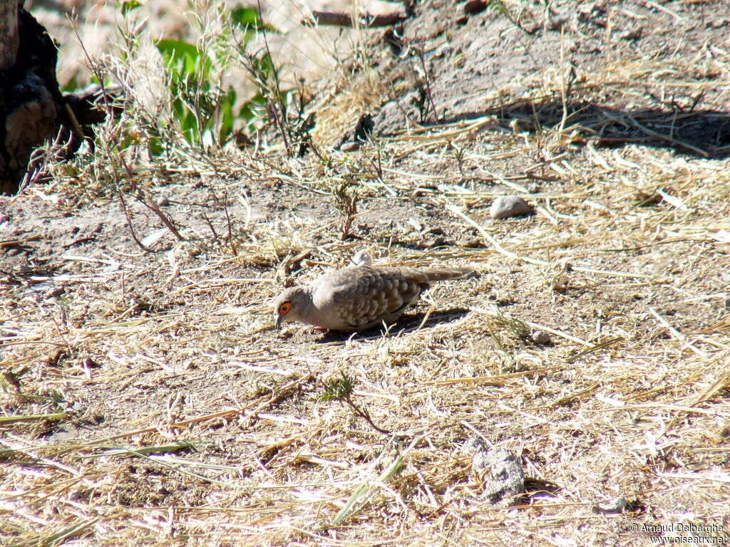 Bare-faced Ground Dove