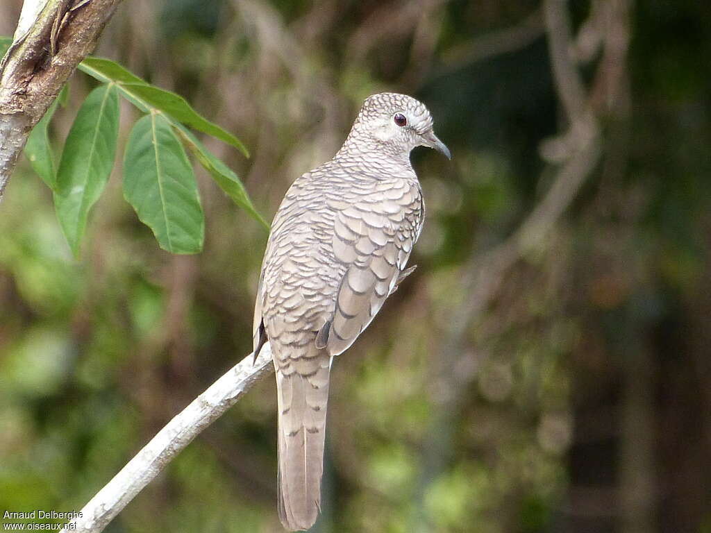 Scaled Dovejuvenile, identification