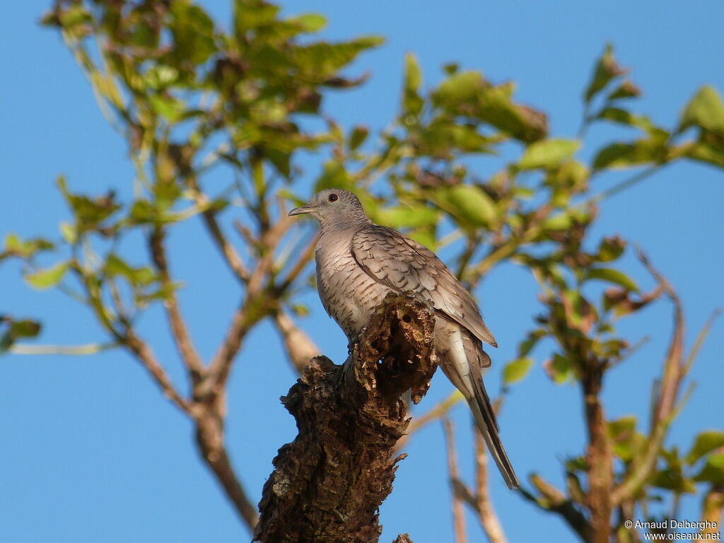 Inca Dove